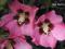 Hibiscus 'Pink Giant' - Hibiskus, Ketmia SZCZEPION