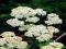 KRWAWNIK MILLEFOLIUM - ACHILLEA POSPOLITA #NOWOŚĆ#