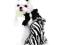 KOMBINEZON ZEBRA DRESIK YORK CHIHUAHUA ROZ M