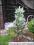 Świerk kłujący Picea pungens 'Iseli Fastigiate'