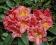 Rododendron wielkokwiatowy Balalaika Rhododendron