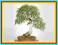 BRZOZA CHIŃSKA - idealna na bonsai - 100szt.