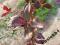 Brzoskwinia czerwonolistna Purpurea *C5*W*