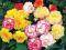 BEGONIE - BEGONIA DWUKOLOROWA MIX 10 SZT.