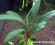 Anubias afzellii (8 - 10 liści)