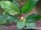 Anubias barteri coffeefolia (6 -8 liści)