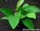 Anubias nana (8 - 10 liści)