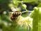 Lipa Srebrzysta MIODODAJNA sadzonka pszczoly ule