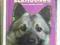 NORWEGIAN ELKHOUNDS ELKHOUND Nicholas po angielsku