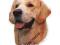 TRIXIE NALEPKA PIES PIES GOLDEN RETRIEVER TX-96212