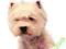 TRIXIE NAKLEJKA WEST HIGHLAND WHITE TERRIER 96215