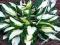 FUNKIA - HOSTA OGRODOWA MEDIOVARIEGATA #OKAZJA#