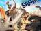 SAFARI [BLU-RAY] REWELACJA HIT KINOWY FOLIA @@@@@@