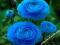 JASKIER NIEBIESKI BLUE - RANUNCULUS 5 szt #OKAZJA#