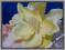 AY06 Magnolia główka kwiat PIANKA 3.Cream