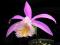 STORCZYK OGRODOWY PLEIONE 1 SZT # NOWOŚĆ #