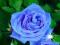 RÓŻA WIELKOKWIATOWA NIEBIESKA Blue-Rose 3-096