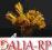 Banksia żółta Susz egzotyczny