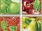 Maluj według cyfr -Tutti Frutti, 4 obrazy x18x24cm