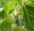 Noni Morwa indyjska (Morinda citrifolia)