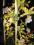 STORCZYK ORCHIDEA kwiaty DZIEŃ KOBIET MATKI h95