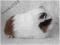 ŚWINKA MORSKA - rasowy coronet - świnki morskie