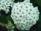 Tawuła nippońska SNOWMOUND - białe kwiaty!!!