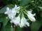 Krzewuszka CANDIDA - biały kwiat!!!