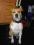 OBROŻA DLA PSA (AMSTAFF,PIT BULL