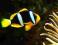 Amphiprion clarkii - morskie - roz. L