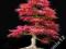 ACER ATROPURPUREUM na Bonsai klon palmowy czerwony