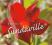 Sundaville, egzotyczne pnącze , duże sadzonki !!