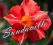 Sundaville, red star , piękne egzotyczne pnącze !!