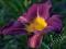 HEMEROCALLIS LILIOWIEC BLUE SEA