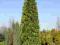 Thuja Columna 500-600cm Tuja, Żywotnik DUŻE Drzewo