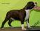 Amstaff, Am. Staff, American Staffordshire Terrier