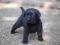 LABRADOR RETRIEVER CZARNE PO CHAMPIONIE Z USA