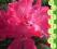 rododendron HELLIKKI - wysoka mrozoodporność (5l)