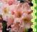 rododendron FLAUTANDO - seria barw (5 l)
