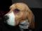 Beagle z rodowodem FCI - samiec