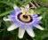 MARAKUJA MĘCZENNICA Pasiflora sadzonki 30cm
