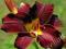 HEMEROCALLIS LILIOWIEC BLACK PRINCE