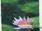 ALART  Lilie na wodzie  olpł 20/30BCM B539