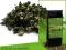 Herbata GB7101 Green z prowincji Yunnan 50 gramów