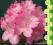 rododendron KALINKA - silnie rosnąca (5l)