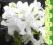 azalia japońska ALBIFLORUM śnieżnobiałe cudo