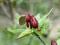 Calycanthus Kielichowiec wonny RARYTAS PACHNIE 611