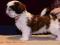 Shih- tzu, rodowodowy piesek po championach