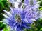 MIKOŁAJEK ALPEJSKI - ERYNGIUM ALPINUM #EGZOTYKA#