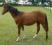 OGIER RASY AMERICAN PAINT HORSE (APH)
